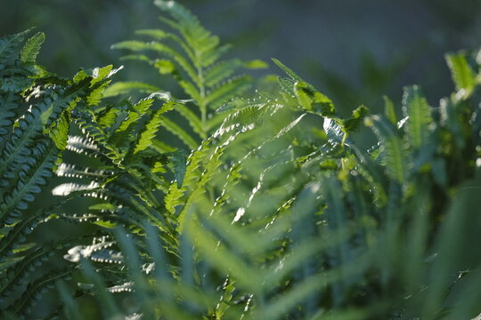 Tree Fern glistening in the sun