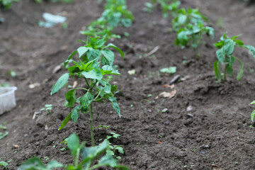 Peppers seedling in the garden - 575723854