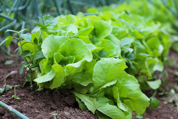 Fresh organic lettuce cultivated in the garden - 575723855