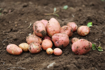 Organic potatoes harvesting - 575723876