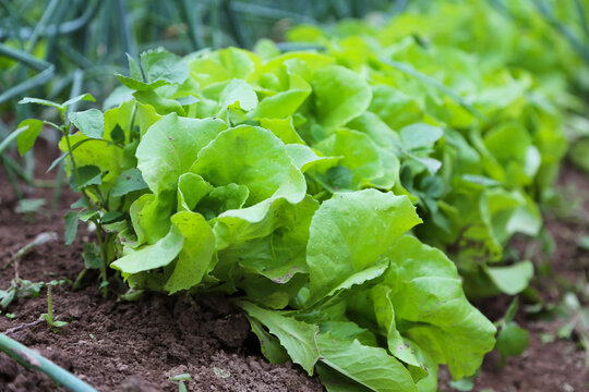 Fresh organic lettuce cultivated in the garden