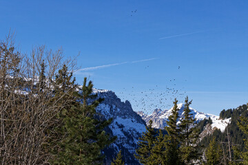 paysage de montagne enneigée des alpes