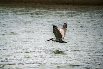 Brown Pelican in flight over a river