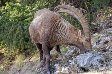 bouquetin des Alpes - Haute savoie