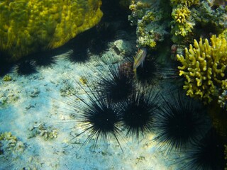 Coral fish and coral reef - Jaz Samaya, Coraya bay, Marsa Alam, Egypt