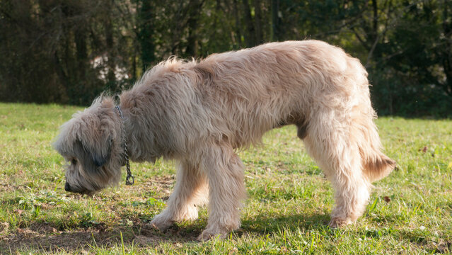 Perro peludo olisqueando en hierba de parque