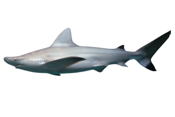 Image of a swimming white shark, predator of the sea.