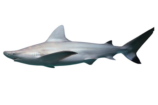 Image of a swimming white shark, predator of the sea.