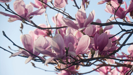 Magnolias rosas en ramas de árbol sobre cielo azul