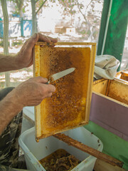 Beekeeper cuts the wax from the honey frame with a knife. Pumping out honey. Honey sealed by bees. Beekeeping and eco apiary in nature and fresh honey