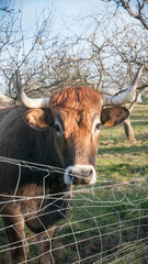 Toro marrón tras valla de alambre en parcela rural