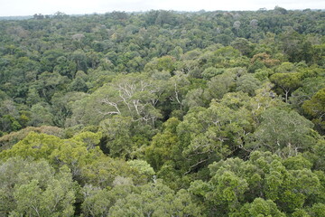 Fototapeta na wymiar Amazon rainforest is a major producer of oxygen. Brazil.