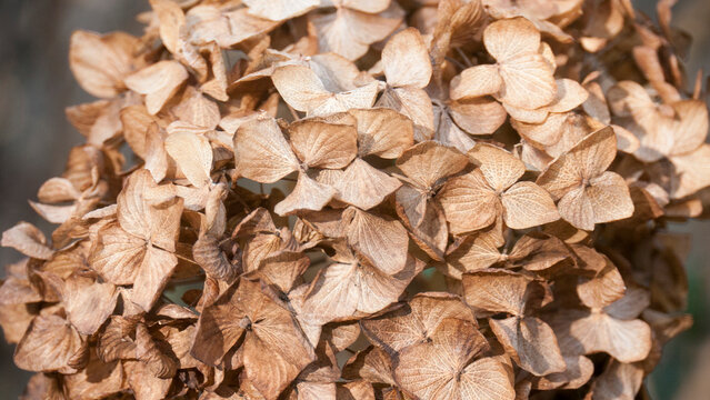 P&eacute;talos marchitos de hortensia