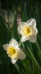 Flores amarillas y blancas de narciso