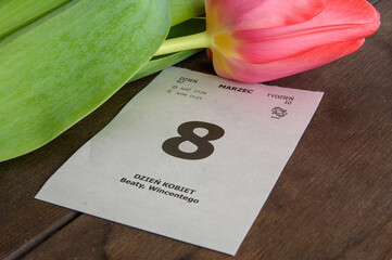 Dzień kobiet. Kartka z kalendarza. Tulipan z okazji Dnia Kobiet. 8 marca.
