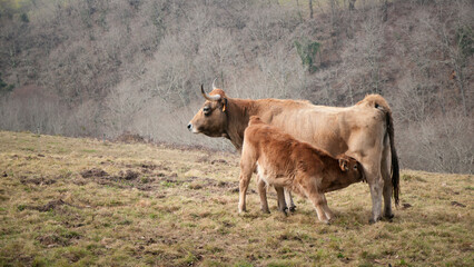 Ternera mamando de vaca marrón en campo