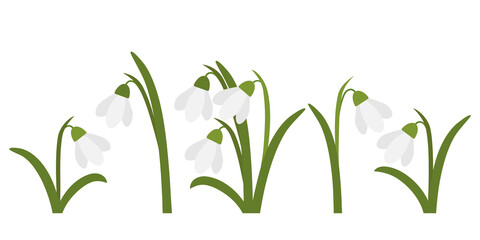 Snowdrops isolated on white background. Spring flowers. A collection of images of snowdrops.