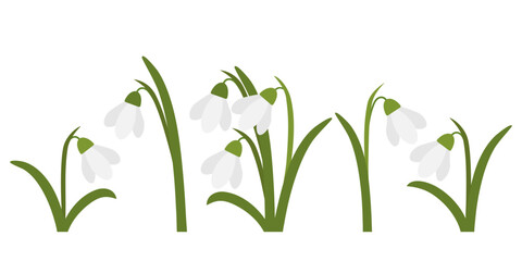 Fototapeta na wymiar Spring flowers. A collection of images of snowdrops.
