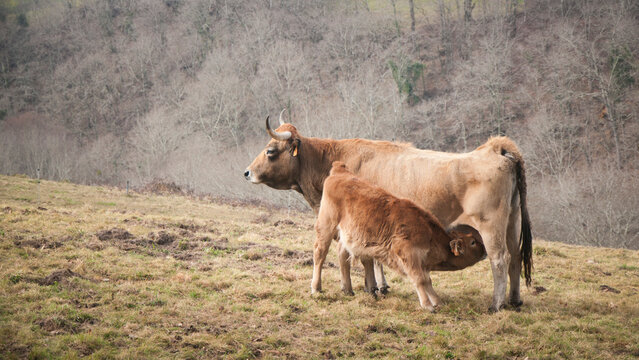 Ternera mamando de vaca marr&oacute;n en campo