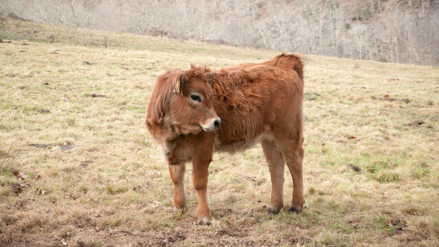 Vacas marr&oacute;n con pelo entre &aacute;rboles