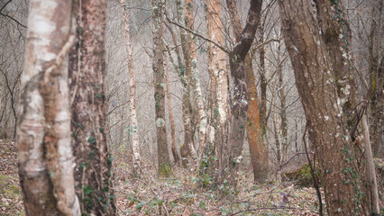 Naklejka premium Troncos en bosque invernal