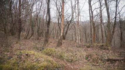 Troncos en bosque invernal