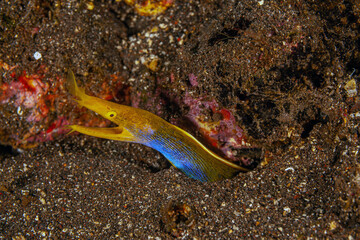 Coral reef South Pacific,ribbon eel ,Rhinomuraena quaesita,
