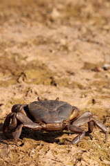 Crab is on the River Bank.