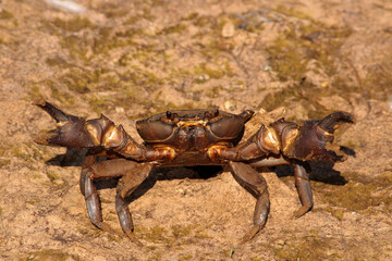 Crab is on the River Bank.