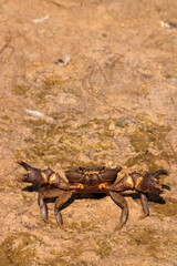 Crab is on the River Bank.