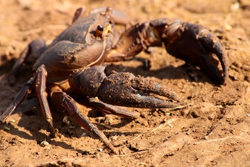 Crab is on the River Bank.