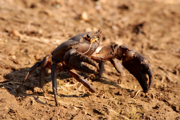 Crab is on the River Bank.
