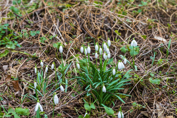 Snowdrop - Galanthus nivalis first spring flower. White flower with green leaves.