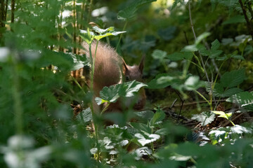 Red Squirrel