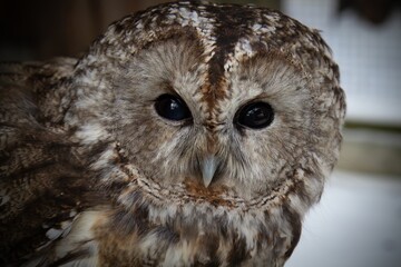 Small Tawny owl (Strix Aluco)