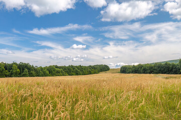 Summer rural landscape with agricultural fields at sunny day.