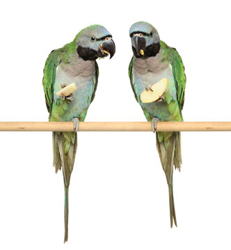 Green parrots on a perch and gnawing a dry apple