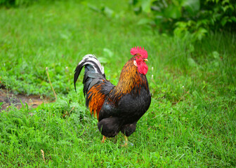 Beautiful rooster with colorful feathers in the green meadow