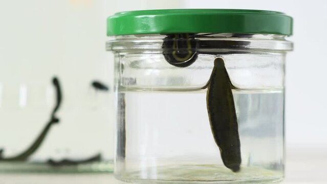 Medical leeches in a glass jar close-up.