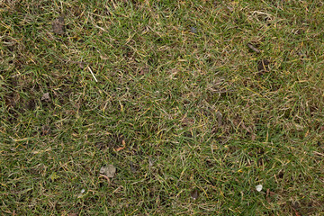 Green background. Grass texture. Spring grass. Greens grow poorly