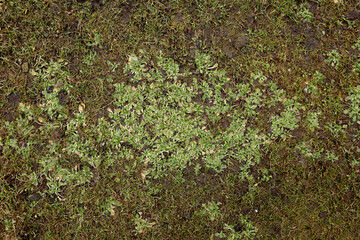 Green background. Grass texture. Spring grass. Greens grow poorly