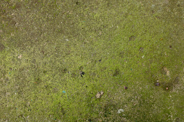 Green background. Grass texture. Spring grass. Greens grow poorly