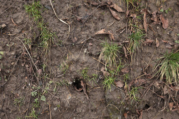 Green background. Grass texture. Spring grass. Greens grow poorly