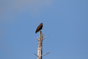 Buzzard