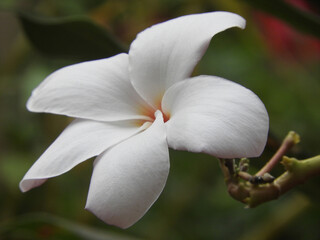 white magnolia flower