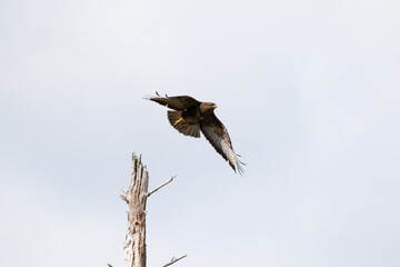 Buzzard