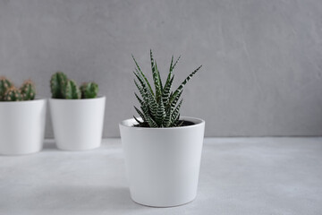 Cacti and succulents in white pots on a light gray background. Growing flowers at home. Home decor with flowers in pots. Cozy interior.