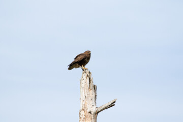 Buzzard