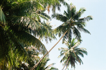 Fototapeta na wymiar Palm tree in the sun