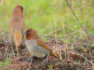 Scaly-breasted munia